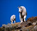 Mt Goats 5