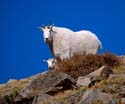 Mt Goats 6
