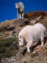 Mt Goats 7
