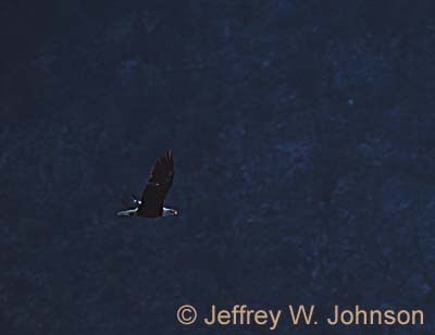 Eagle Flying 08 2002 35