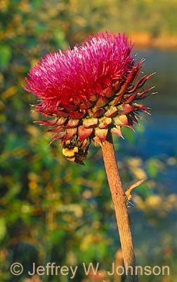 Musk Thistle 08 2002 35