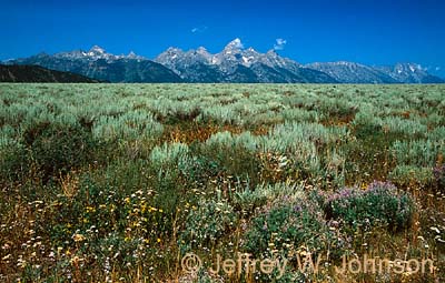 Teton Meadow 1 08 2002 35
