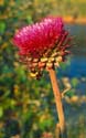 Musk Thistle 08 2002 35