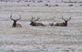 Three Elk Kings