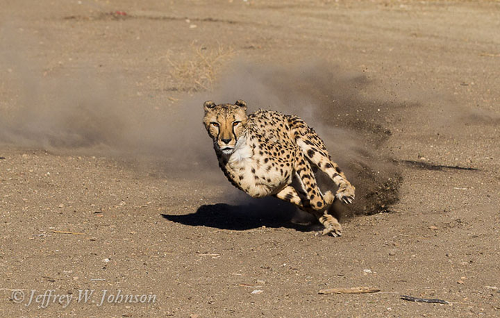 Cheetah Running | JJ's Viewbox